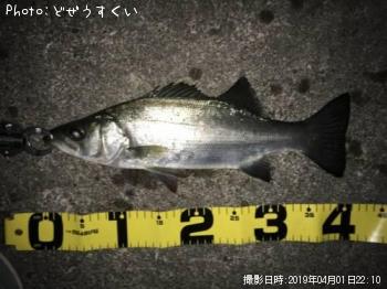 ¥·¡¼¥Ð¥¹¡Ê¥Ò¥é¥»¥¤¥´¡Ë