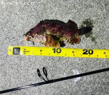 ¥è¥í¥¤¥á¥Ð¥ë