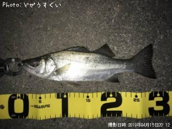 ¥·¡¼¥Ð¥¹¡Ê¥Ò¥é¥»¥¤¥´¡Ë