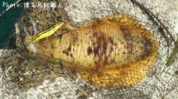 �����ꥤ��