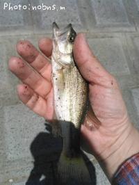 ¥Ö¥é¥Ã¥¯¥Ð¥¹