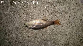 ¥Í¥ó¥Ö¥Ä¥À¥¤