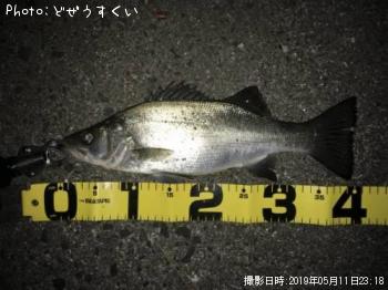 ¥·¡¼¥Ð¥¹¡Ê¥Ò¥é¥»¥¤¥´¡Ë