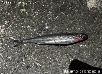 �����Х��ʥҥ饻������