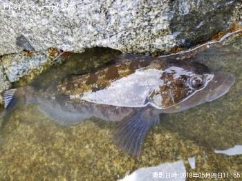 �����ʥ�