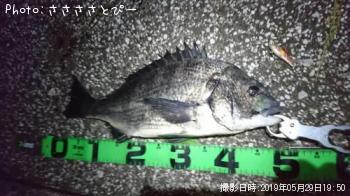 クロダイ&シーバス