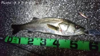 クロダイ&シーバス