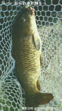 偽鯉!!
