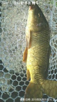 偽鯉!!