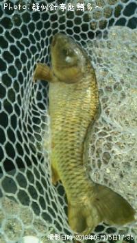 偽鯉!!