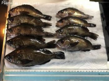 ��Х롤�٥å�������