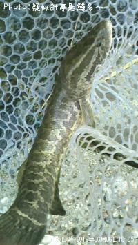 ¥«¥à¥ë¥Á¡¼