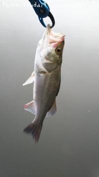 �����Х�