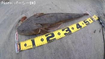 ¥Õ¥é¥Ã¥È¥Ø¥Ã¥É