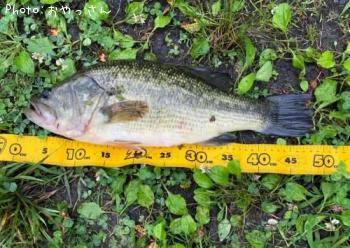 ¥Ö¥é¥Ã¥¯¥Ð¥¹