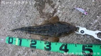 ¥Þ¥´¥Á¡õ¥ï¥¿¥ê¥¬¥Ë