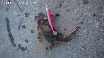 ¥Þ¥´¥Á¡õ¥ï¥¿¥ê¥¬¥Ë