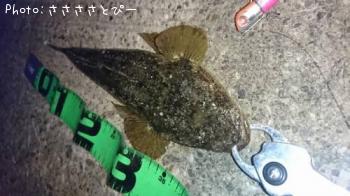 マゴチ&ワタリガニ