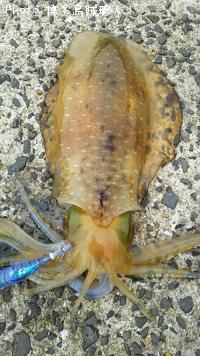 �����ꥤ��