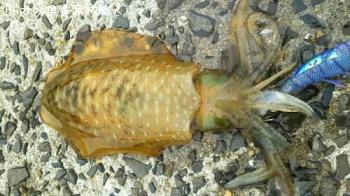 �����ꥤ��