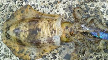 �����ꥤ��