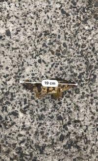 �����Υ���Х�