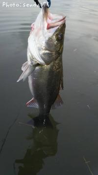 �����Х�