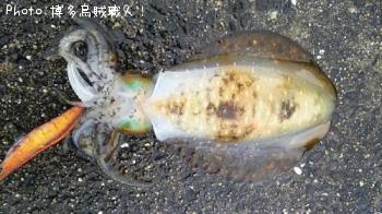 �����ꥤ��