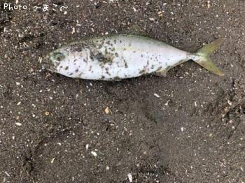 �����Х����參��