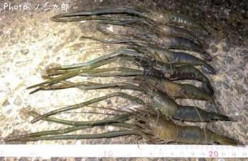 ¥Æ¥Ê¥¬¥¨¥Ó