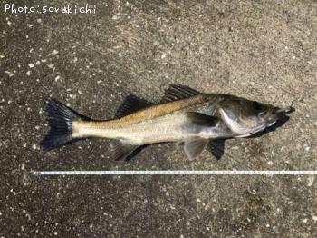 �����Х�