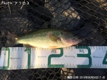 ラージマウスバス