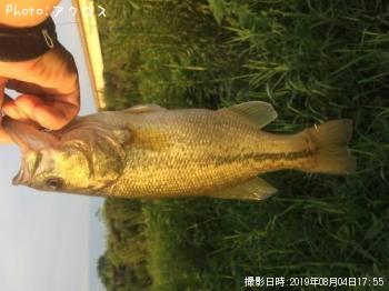 ラージマウスバス