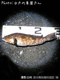 �����ʥ�