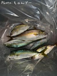 ¥·¥ç¥´¡¡¥ï¥«¥·¡¡¥µ¥Ð