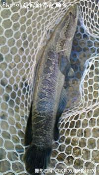 ¥«¥à¥ë¥Á¡¼