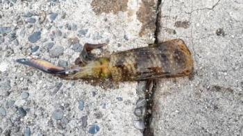 �����ꥤ��