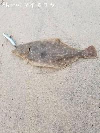 ヒラメ