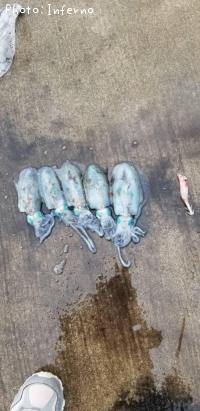 ¥¢¥ª¥ê¥¤¥«