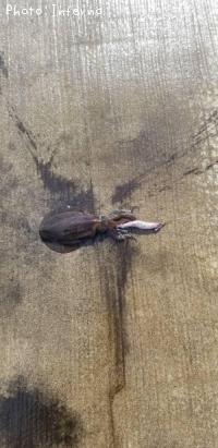 �����ꥤ��