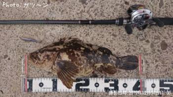 タケノコメバル