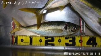 ���������ʥ���������