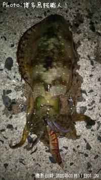 �����ꥤ��