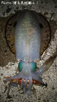 �����ꥤ��