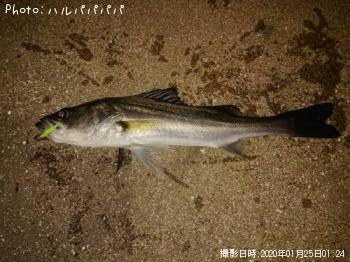 �����Х�