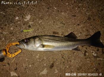 �����Х�