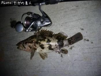 タケノコメバル