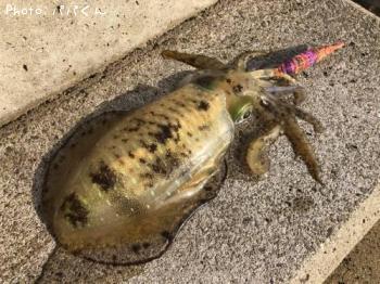 ¥¢¥ª¥ê¥¤¥«