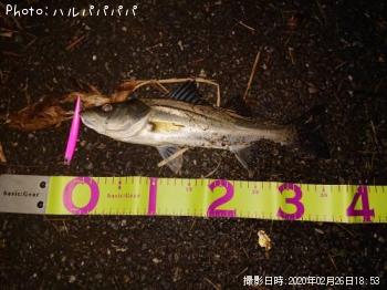 �����Х�