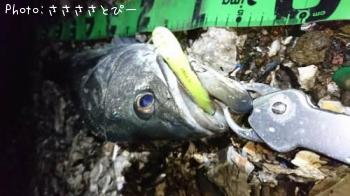 �����Х�